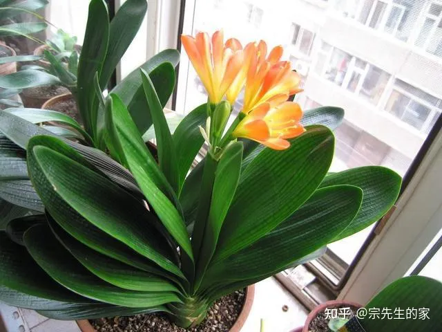 客厅阳台放什么花合适,过年选5种“旺家花”,不晒太阳长势佳,客厅一放,日子红红火火