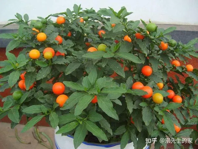 客厅阳台放什么花合适,过年选5种“旺家花”,不晒太阳长势佳,客厅一放,日子红红火火