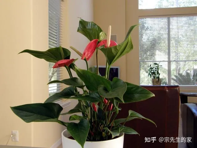 客厅阳台放什么花合适,过年选5种“旺家花”,不晒太阳长势佳,客厅一放,日子红红火火