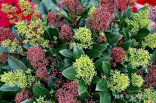 客厅阳台放什么花合适,过年选5种“旺家花”,不晒太阳长势佳,客厅一放,日子红红火火