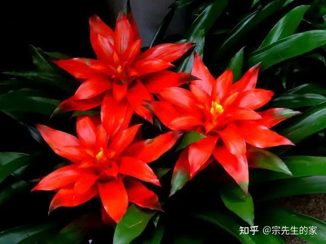 客厅阳台放什么花合适,过年选5种“旺家花”,不晒太阳长势佳,客厅一放,日子红红火火