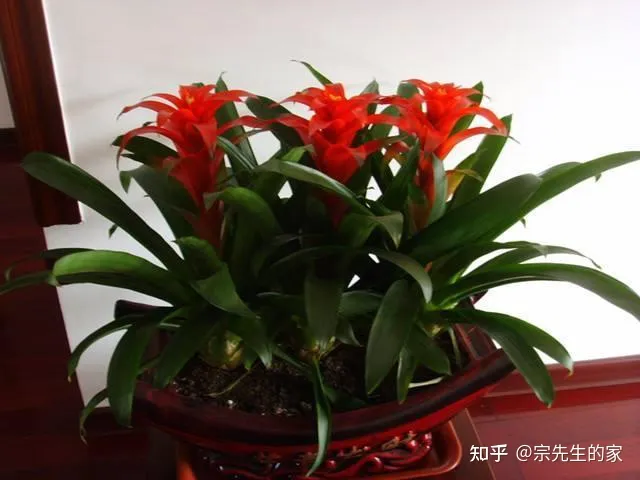 客厅阳台放什么花合适,过年选5种“旺家花”,不晒太阳长势佳,客厅一放,日子红红火火