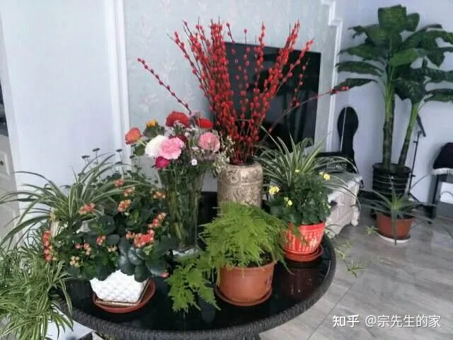 客厅阳台放什么花合适,过年选5种“旺家花”,不晒太阳长势佳,客厅一放,日子红红火火