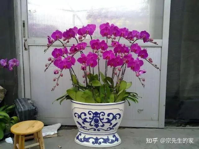 客厅阳台放什么花合适,过年选5种“旺家花”,不晒太阳长势佳,客厅一放,日子红红火火