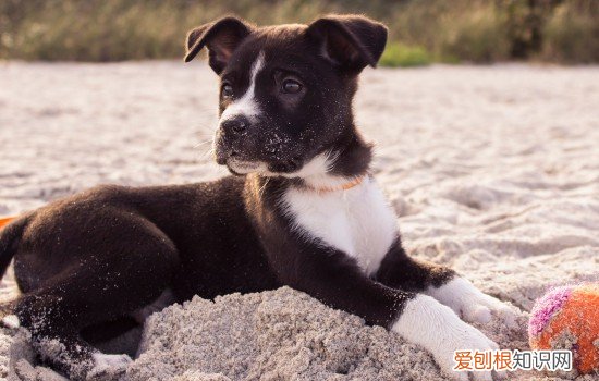 狗狗大便末端带血但很精神怎么回事 狗狗大便末端带血但很精神