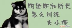 阿拉斯加幼犬怎么训练大小便，阿拉斯加成年犬怎么训练大小便