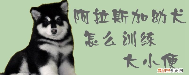 阿拉斯加幼犬怎么训练大小便，阿拉斯加成年犬怎么训练大小便