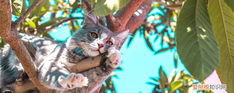 猫抓了一下没有出血,猫抓了一下没出血用打针吗,猫抓了一下没破皮,被猫抓了一下轻微破皮,没出血要打针吗