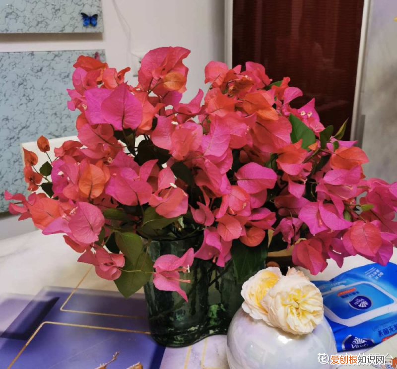 三角梅的养殖方法和注意事项 – 养殖日记，三角梅买来不会养，“5步法”教你养护，变成“别人家的三角梅”