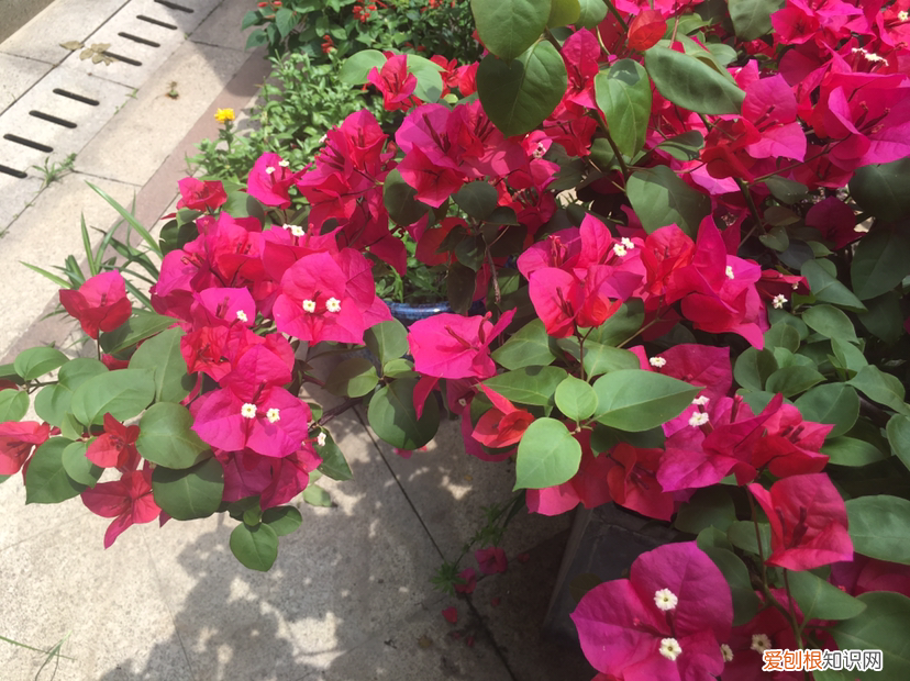三角梅怎么养才能开花，4个方法养三角梅，开花多得不见叶，还能养成花瀑布