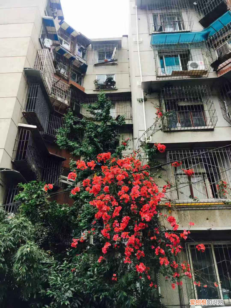 三角梅怎么养才能开花，4个方法养三角梅，开花多得不见叶，还能养成花瀑布