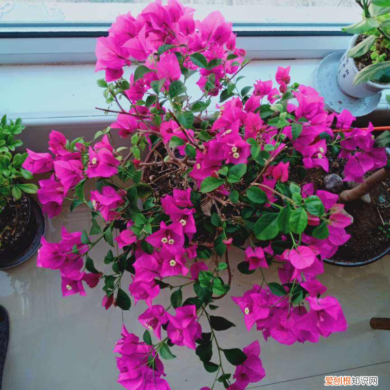 三角梅怎么养才能开花，4个方法养三角梅，开花多得不见叶，还能养成花瀑布