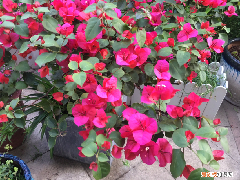 三角梅怎么养才能开花，4个方法养三角梅，开花多得不见叶，还能养成花瀑布