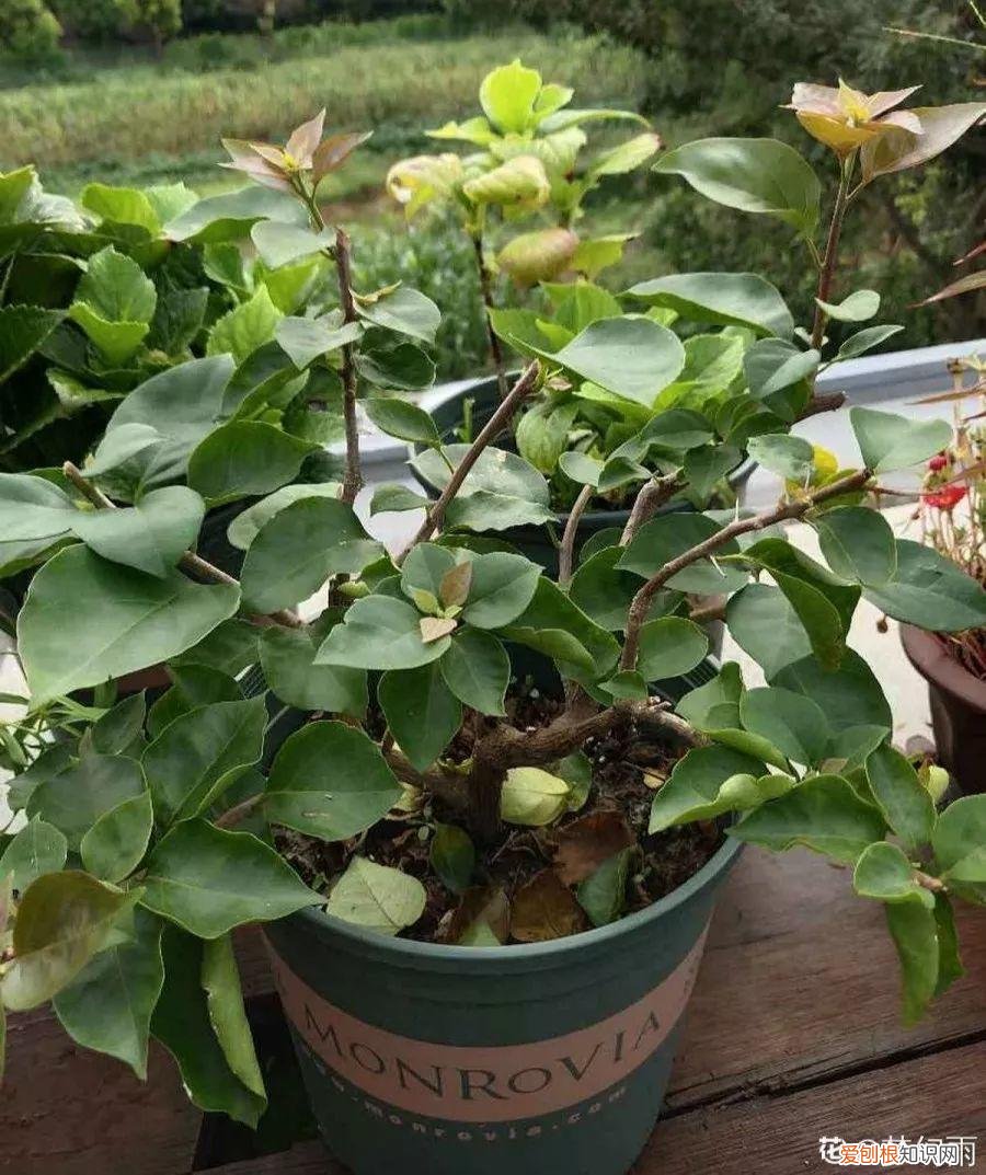 三角梅开花后的养护,三角梅的养护大全,3招教你促开花,秋天霸占整个阳台