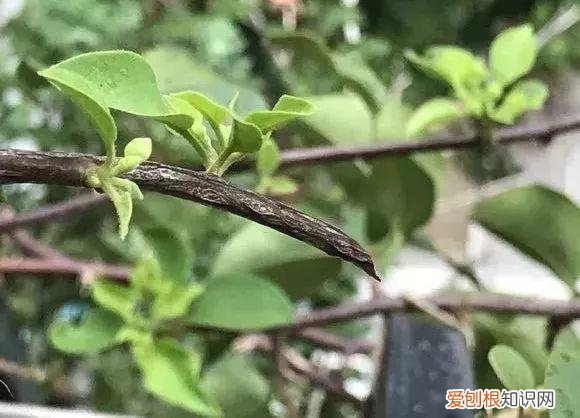 三角梅开花后的养护,三角梅的养护大全,3招教你促开花,秋天霸占整个阳台