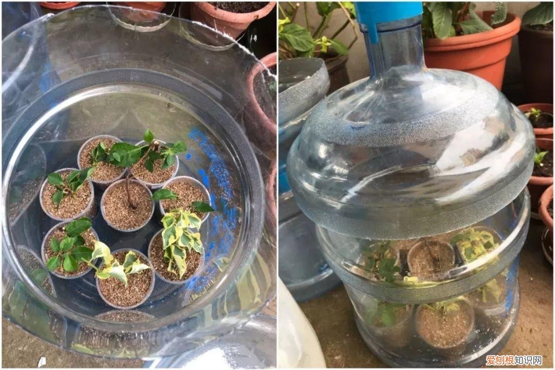三角梅开花后的养护,三角梅的养护大全,3招教你促开花,秋天霸占整个阳台