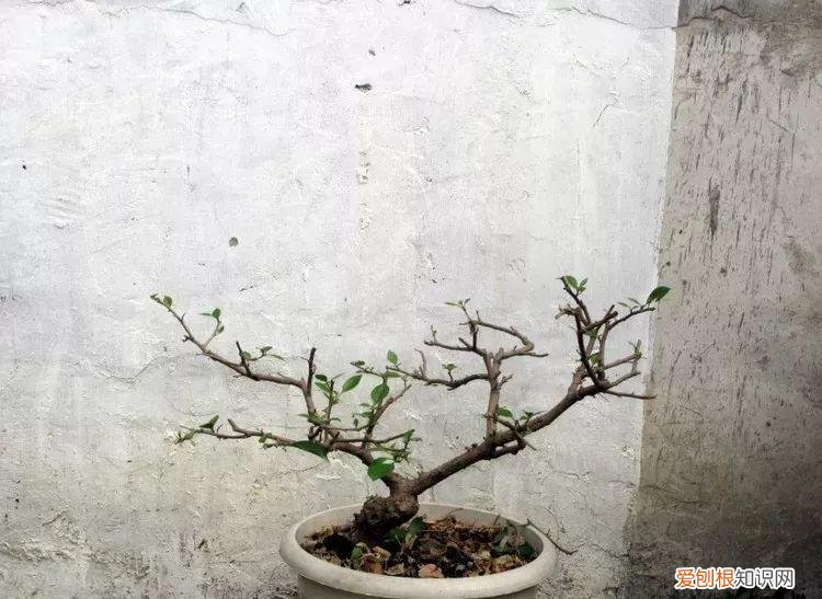 三角梅开花后的养护,三角梅的养护大全,3招教你促开花,秋天霸占整个阳台