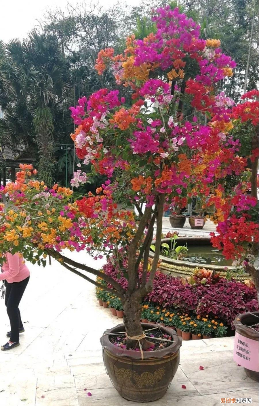 三角梅开花后的养护,三角梅的养护大全,3招教你促开花,秋天霸占整个阳台