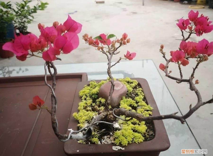 三角梅开花后的养护,三角梅的养护大全,3招教你促开花,秋天霸占整个阳台