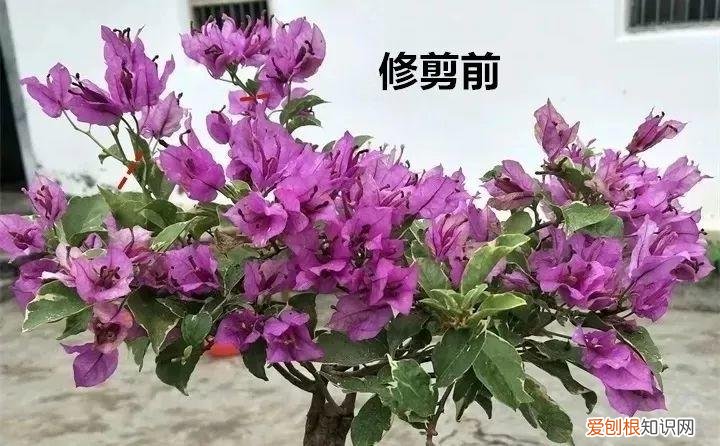 三角梅开花后的养护,三角梅的养护大全,3招教你促开花,秋天霸占整个阳台