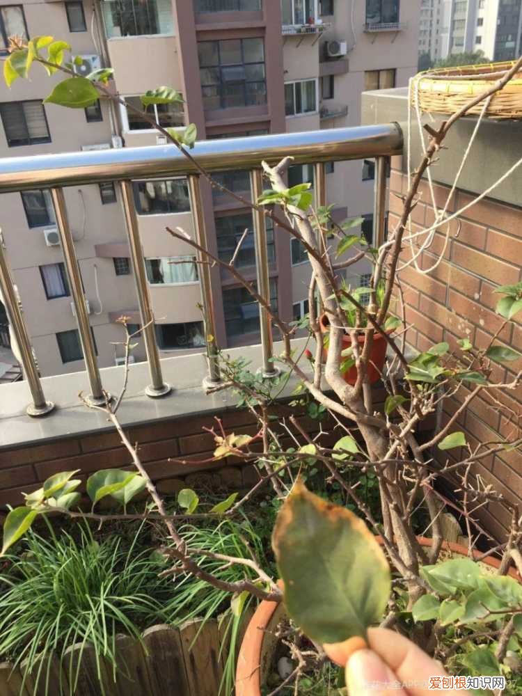 三角梅开花后的养护,三角梅的养护大全,3招教你促开花,秋天霸占整个阳台