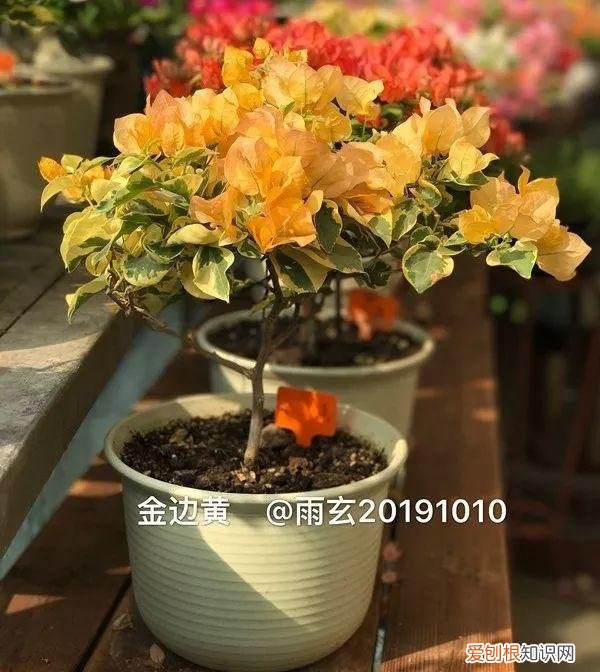 三角梅怎样养才能开花，养三角梅的5个技巧，跟她学一学，年年开爆盆