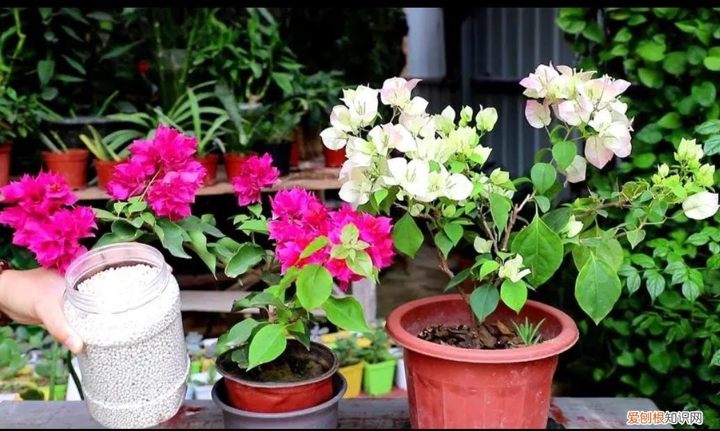 怎样让三角梅开花不断，三角梅不开花？学会4个养护技巧，让它花开满枝