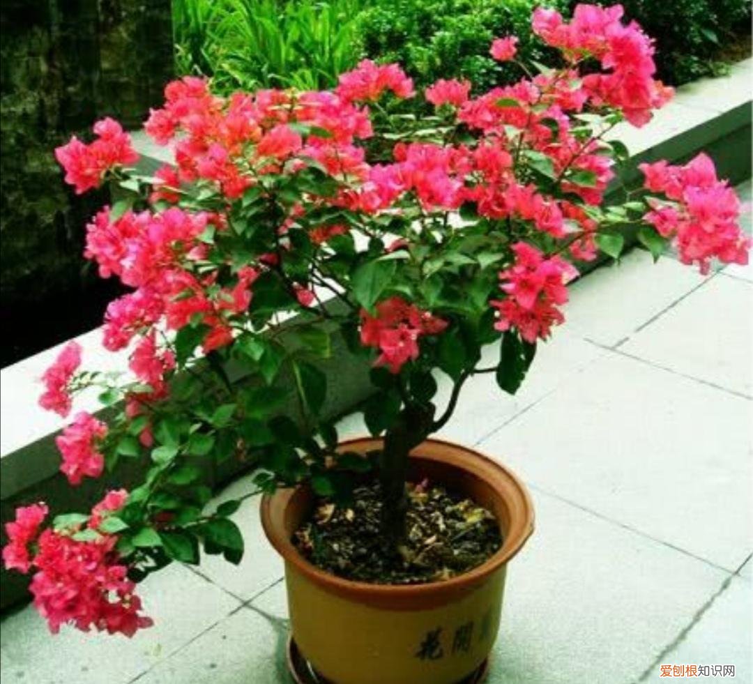 三角梅新枝条开花吗，三角梅有“3喜1怕”，想要开花满盆，就要这么养
