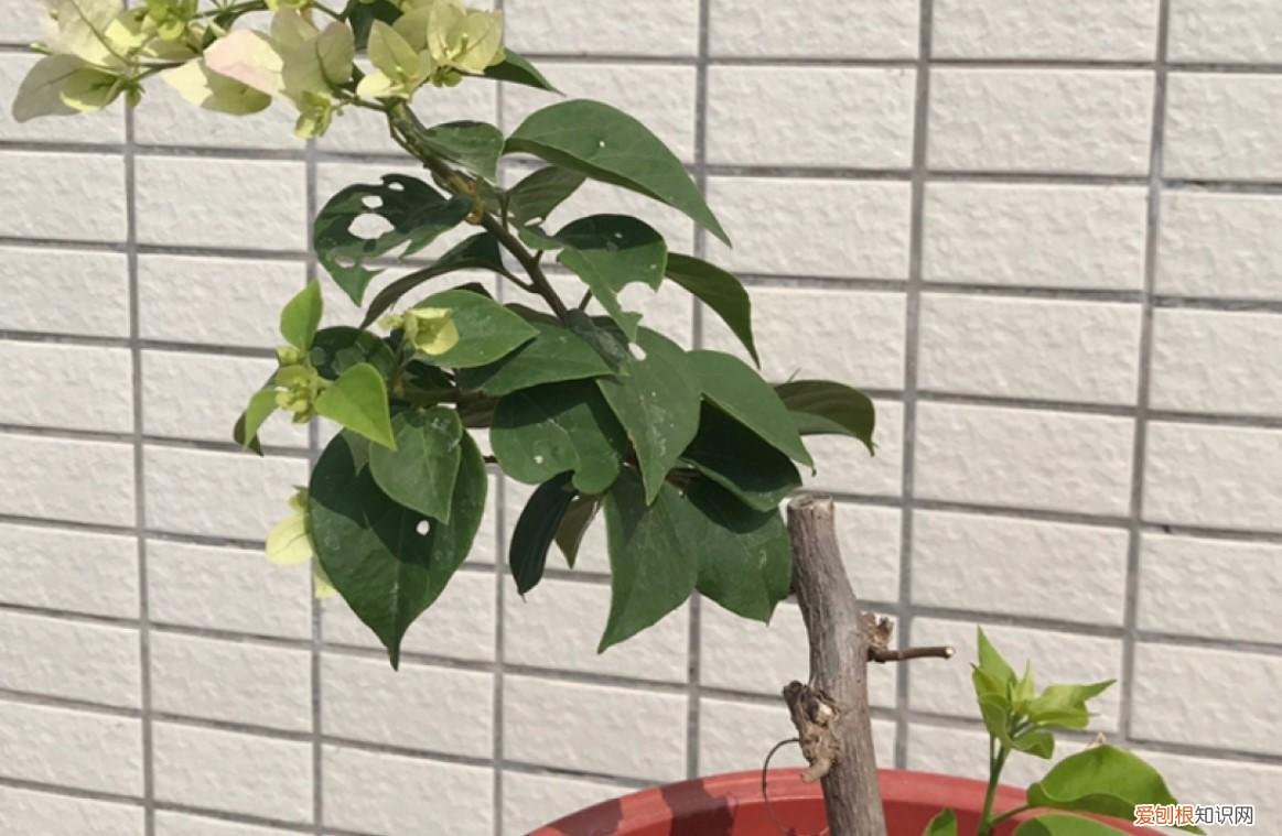 三角梅风水禁忌，听说三角梅还能贱养，学一招，养到爆盆没问题