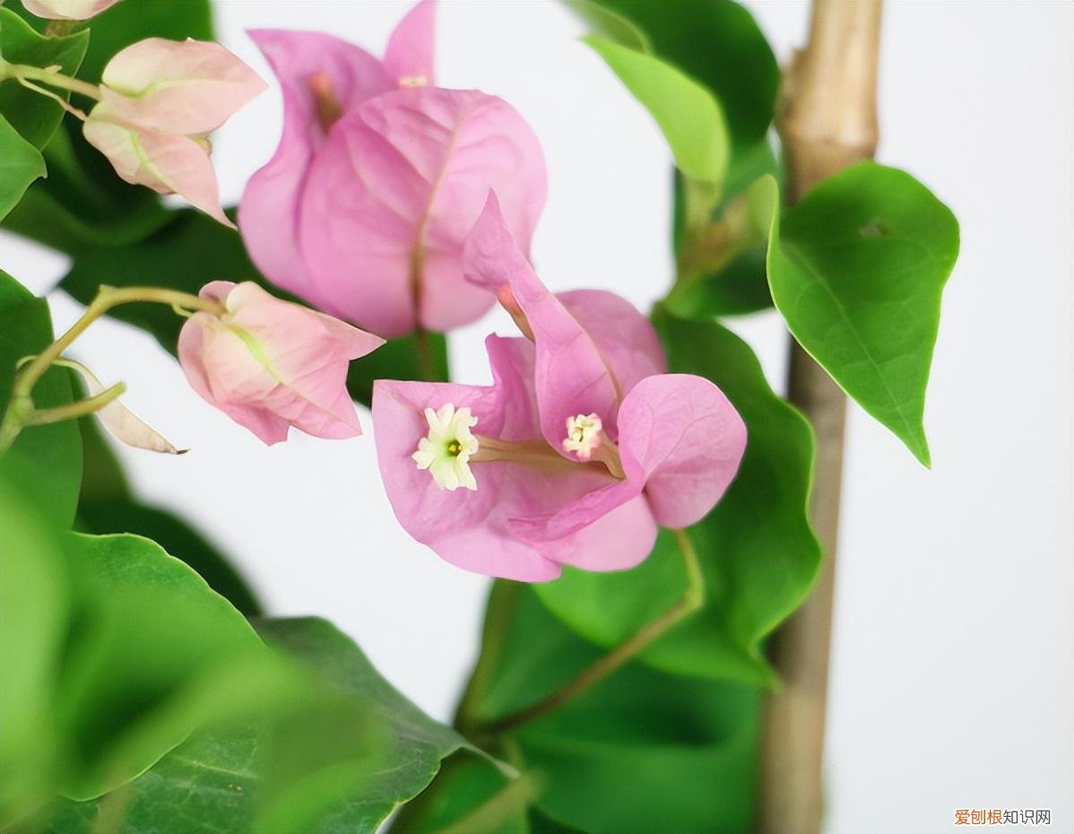 请问三角梅一年开几次花,家里养殖三角梅,注意这4点,植株开花多