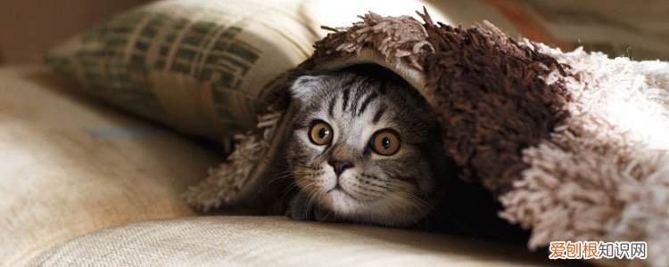 猫隔着裤子抓出血印子,猫隔着裤子抓破了表皮有红印,被猫隔着裤子抓破皮