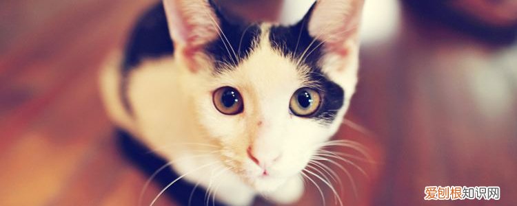 被猫咖的猫抓了有事吗,被猫咖的猫抓了会得狂犬病吗,被猫咖的猫抓了要打针吗