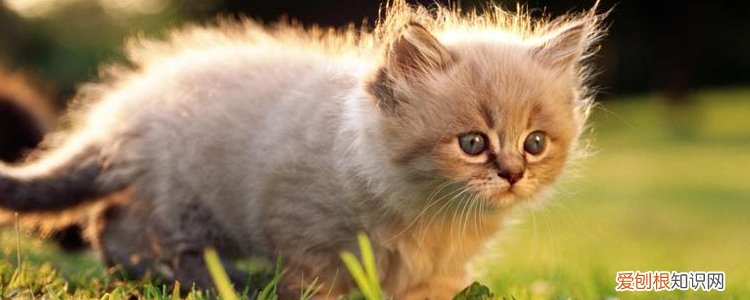 被野猫抓伤轻微出血,被野猫抓伤轻微破皮,被野猫抓伤轻微出血痕,被野猫抓破皮有血痕