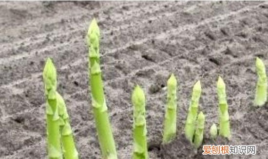 芦笋过冬要苗割掉,一年芦笋苗用不用割苗呢