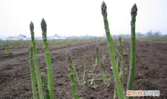 芦笋过冬要苗割掉,一年芦笋苗用不用割苗呢