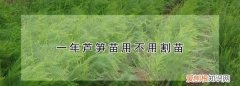 芦笋过冬要苗割掉，一年芦笋苗用不用割苗呢