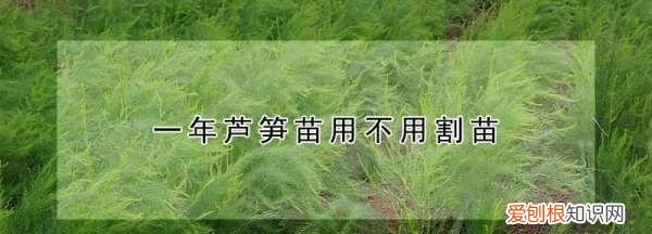 芦笋过冬要苗割掉,一年芦笋苗用不用割苗呢