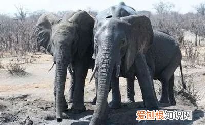 中国古代有大象