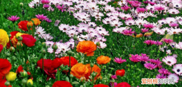 鲜花属于什么垃圾,干花瓣属于什么垃圾