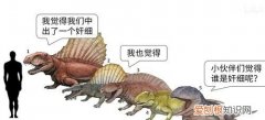 人类属于合弓纲吗