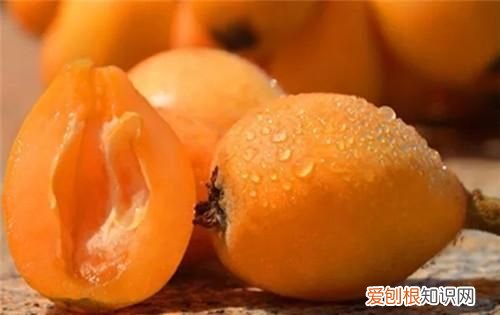 琵琶可以泡酒嘛