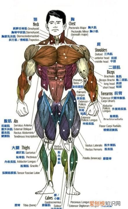 股四头肌包括哪四块，股四头肌外侧头怎么练
