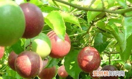青百香果怎么保存 百香果如何保存和食用