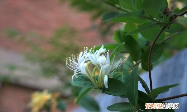 金银花什么时候种植，金银花苗什么季节时候可以种植呢