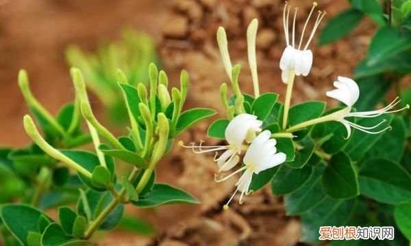 金银花什么时候种植，金银花苗什么季节时候可以种植呢