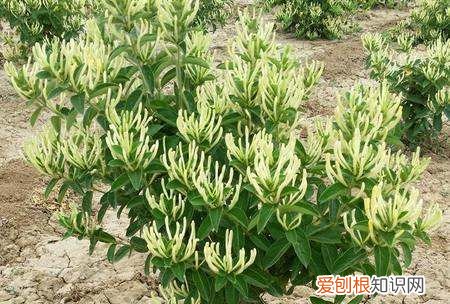 金银花什么时候种植，金银花苗什么季节时候可以种植呢