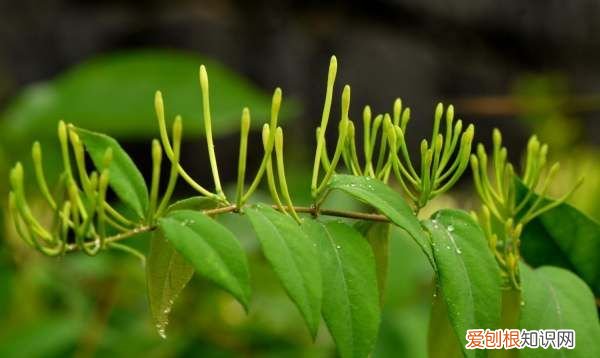 金银花什么时候种植，金银花苗什么季节时候可以种植呢