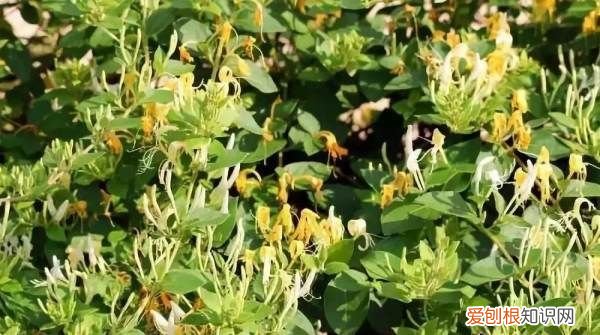 金银花什么时候种植，金银花苗什么季节时候可以种植呢