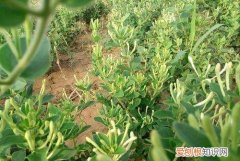 金银花什么时候种植，金银花苗什么季节时候可以种植呢