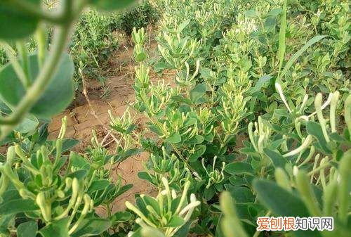 金银花什么时候种植，金银花苗什么季节时候可以种植呢